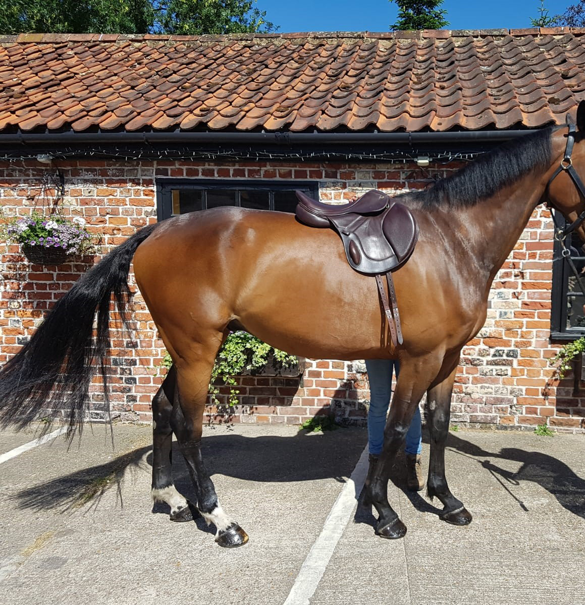 Photographing Your Horse For Saddle Fitting Advice